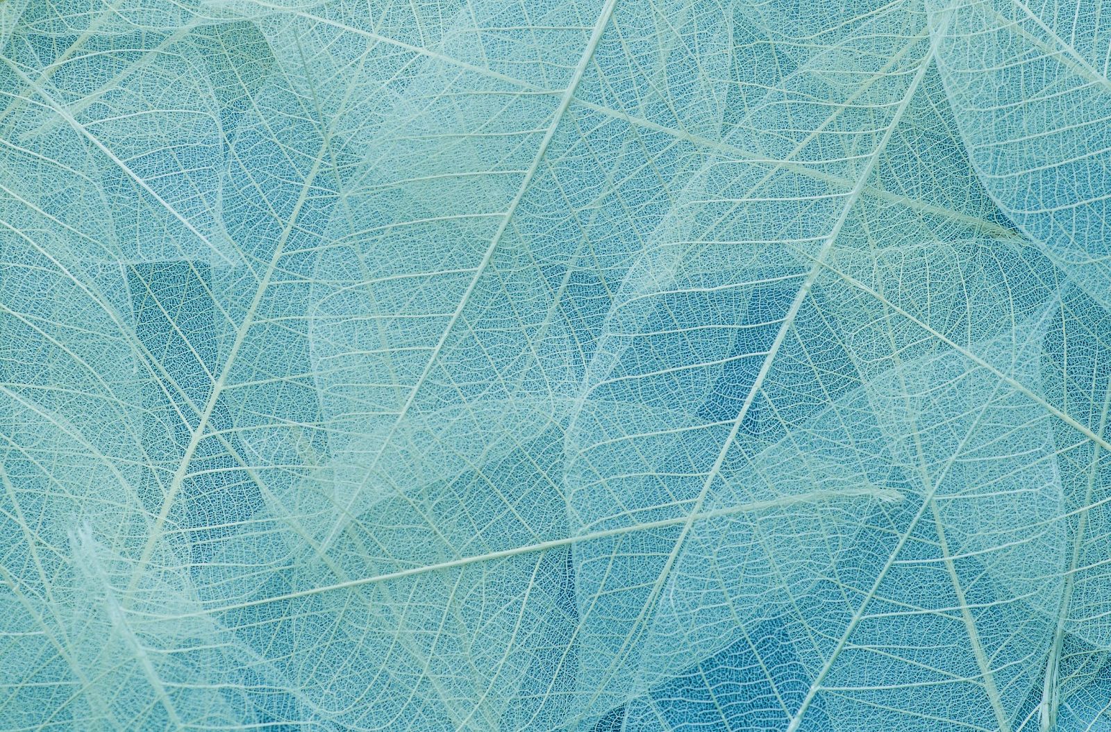 The image shows a pattern of delicate, overlapping translucent leaves in shades of light blue and green, creating a textured background.